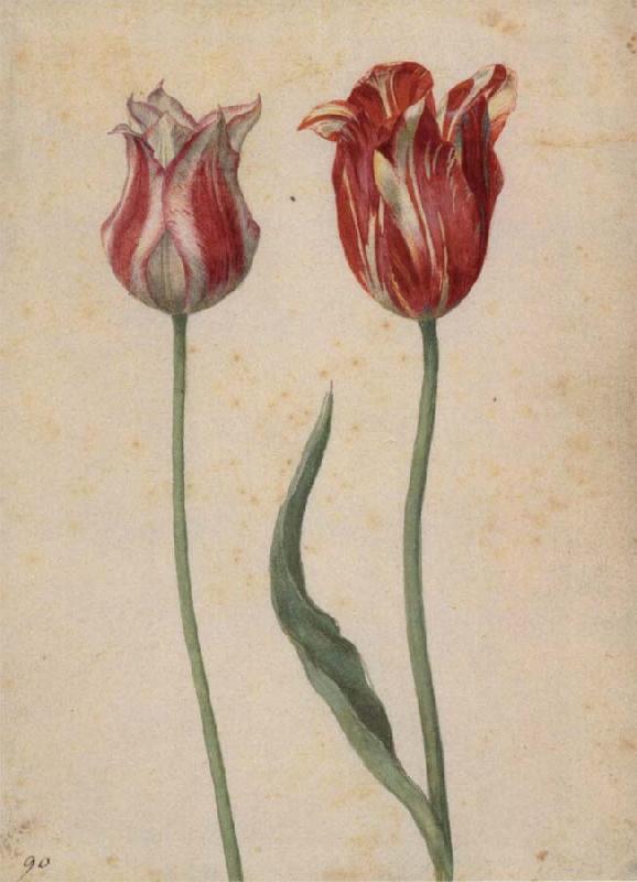 Georg Flegel Two Tulips